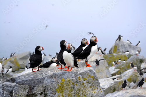 Photo: A Puffin's Life A Puffin's Life