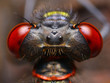 Pyrrhosoma nymphula damselfly