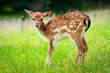 Young roe deer on the meadow
