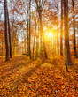 Sunset in the autumn forest