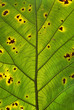 Decomposition of teak leaf