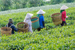 Local women with vietnamese conical hat and carry basket on the