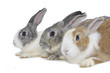 Cute three rabbits