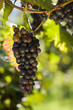 Weinrebe