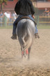 Horse back with raider while walking on dirty ground