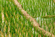 Rice plantations. Vietnam