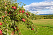Apfelbaum in der Natur