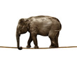elephant tightrope