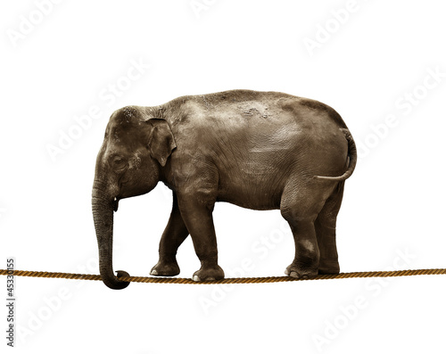 Photo: elephant tightrope elephant tightrope
