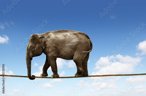 Photo: elephant on tightrope elephant on tightrope