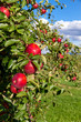 Streuobstwiese