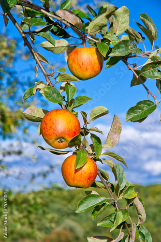 Photo: Orange Äpfel am Baum Orange Äpfel am Baum