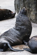 Brown Fur Seals, rest