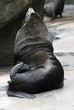 Brown Fur Seals, the dark side