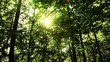 Sun in the forest and a real lens flare
