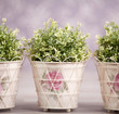 Photo: Three plants in ornamented flowerpots Three plants in ornamented flowerpots