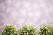 Photo: Green bushes in purple room Green bushes in purple room