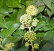 Foto: abeille butinant dans un lierre en fleur abeille butinant dans un lierre en fleur