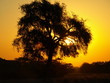 Afrika