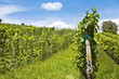 Vineyard of Cabernet Sauvignon grape