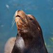 California Seal in Morro Bay, California, USA
