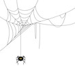 Vector Illustration of a Spider and a Web