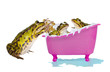 Photo: Frogs enjoying a bubble bath Frogs enjoying a bubble bath