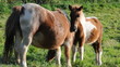 Video: Ponnys auf der Weide Ponnys auf der Weide