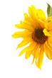 flower of sunflower
