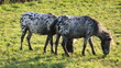 Video: Ponnys auf der Weide Ponnys auf der Weide
