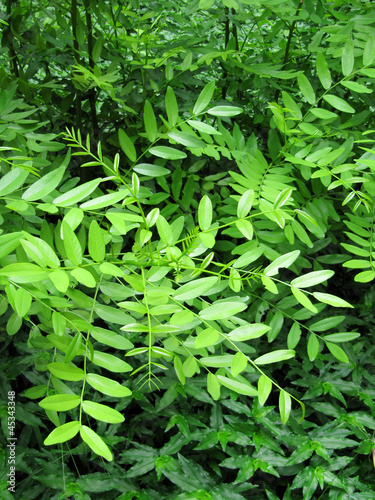 Photo: Green foliage of trees in the wood Green foliage of trees in the wood