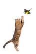 Adult cat catching bird, isolated on white