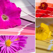 Photo: Nuancier en fleurs Nuancier en fleurs