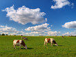 VACHES AU PRE