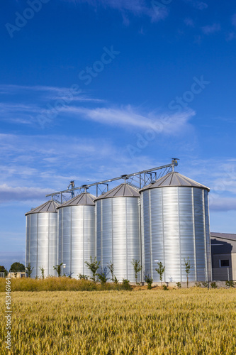 Photo: four silver silos in corn field four silver silos in corn field