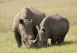 Photo: White Rhino Mother & Baby, South Africa White Rhino Mother & Baby, South Africa