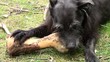 Hund mit Kalbsknochen