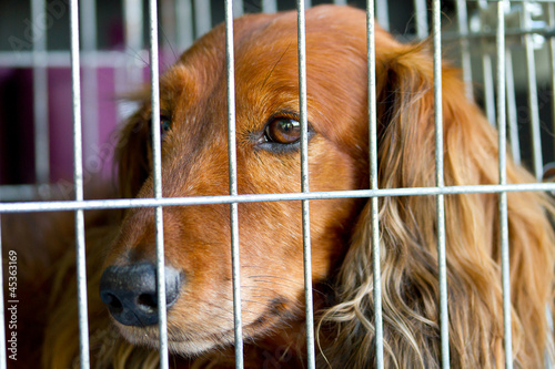 Photo: Sad Cocker Spaniel in the cage Sad Cocker Spaniel in the cage