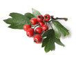 Photo: Hawthorn (Crataegus) Hawthorn (Crataegus)