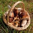 Pilzkorb