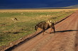 Gnou traversant la piste, parc du Serengeti, Tanzanie