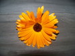 Ringelblume