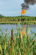 Cattail torch to the oil in the background. Pollution.