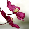 Photo: Red clematis Red clematis