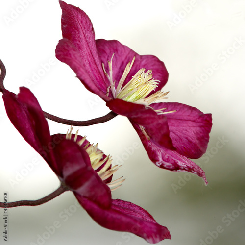 Photo: Red clematis Red clematis
