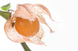 Physalis fruit at the stipe