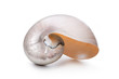 Quadro Pearl shell of a Nautilus pompilius