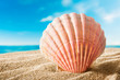 Photo: Shell on the beach Shell on the beach