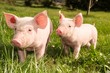 Ferkel outdoor