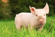 Ferkel outdoor